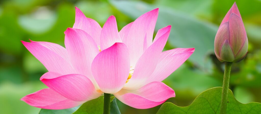 Lotus